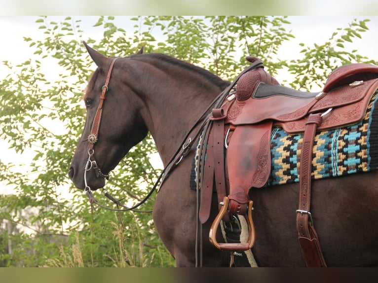 Frieserhästar Blandning Valack 5 år 155 cm Svart in Cambridge, IA