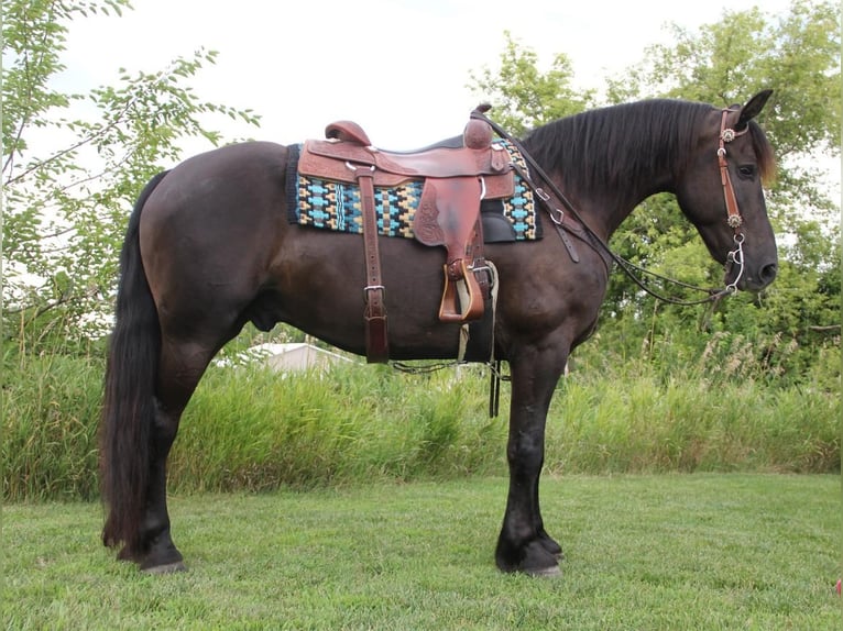 Frieserhästar Blandning Valack 5 år 155 cm Svart in Cambridge, IA