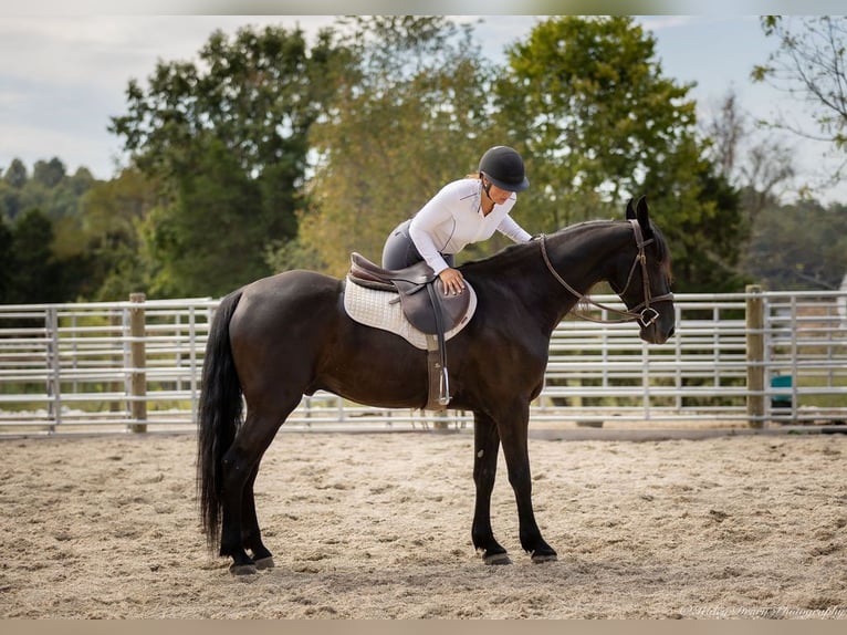 Frieserhästar Blandning Valack 5 år 157 cm Svart in Auburn, KY