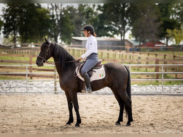 Frieserhästar Blandning Valack 5 år 157 cm Svart in Auburn, KY