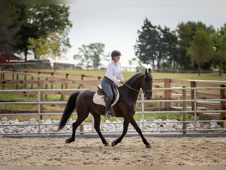 Frieserhästar Blandning Valack 5 år 157 cm Svart in Auburn, KY