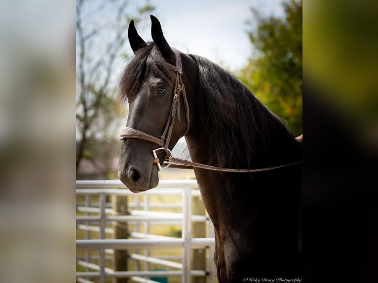 Frieserhästar Blandning Valack 5 år 157 cm Svart in Auburn, KY