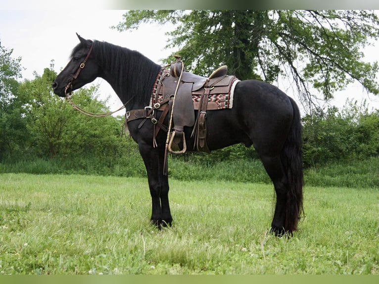 Frieserhästar Valack 5 år 160 cm Svart in North Judson IN