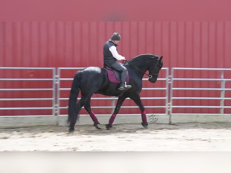 Frieserhästar Valack 5 år 163 cm Svart in Great Falls