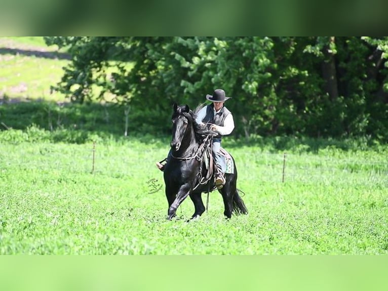 Frieserhästar Valack 5 år 163 cm Svart in Great Falls