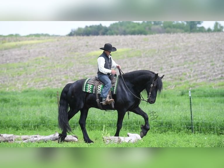 Frieserhästar Valack 5 år 163 cm Svart in Great Falls