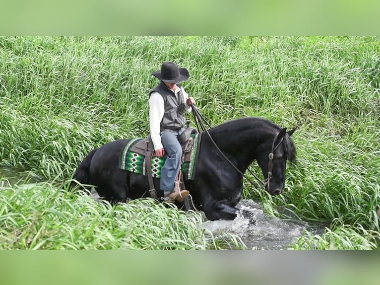 Frieserhästar Valack 5 år 163 cm Svart in Great Falls