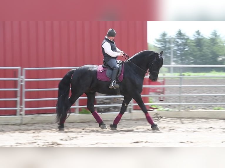 Frieserhästar Valack 5 år 163 cm Svart in Great Falls