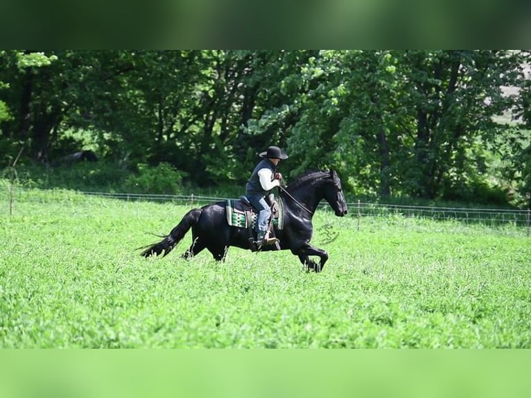 Frieserhästar Valack 5 år 163 cm Svart in Great Falls