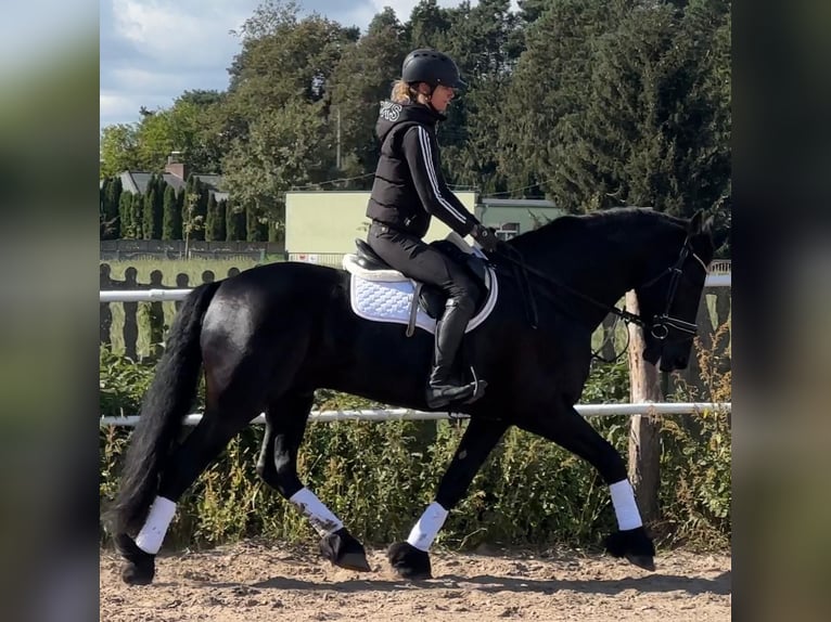 Frieserhästar Valack 5 år 164 cm Svart in Leer (Ostfriesland)