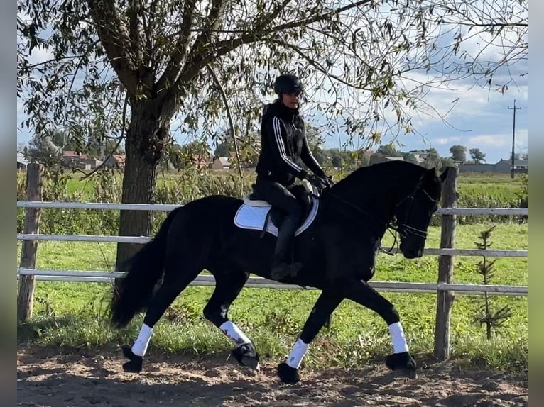 Frieserhästar Valack 5 år 164 cm Svart in Leer (Ostfriesland)