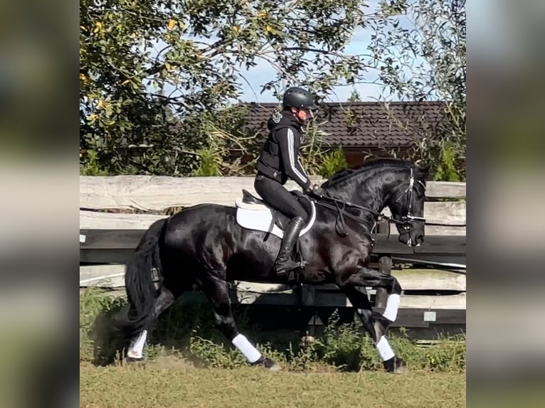 Frieserhästar Valack 5 år 164 cm Svart in Leer (Ostfriesland)