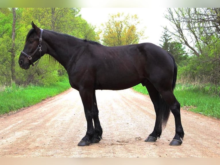 Frieserhästar Valack 5 år 165 cm Svart in Howell, MI