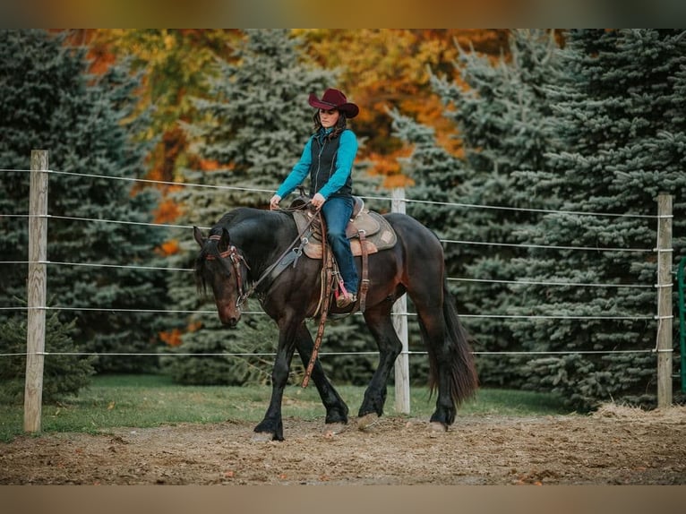 Frieserhästar Valack 5 år Svart in Warsaw NY