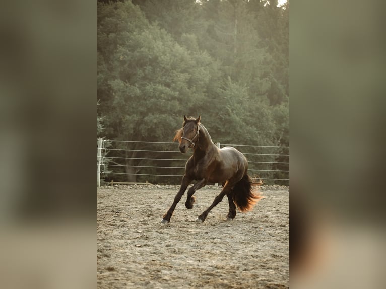 Frieserhästar Valack 5 år Svart in Warsaw NY