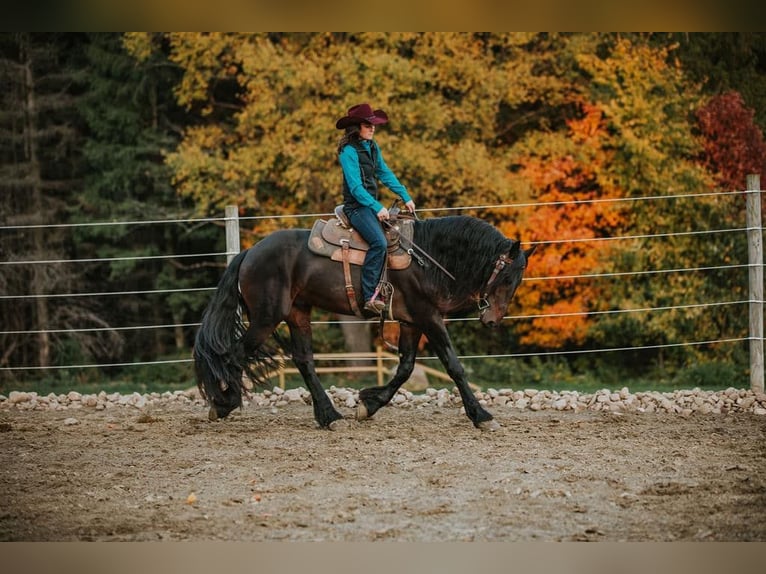 Frieserhästar Valack 5 år Svart in Warsaw NY