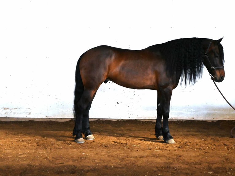 Frieserhästar Valack 6 år 160 cm Brun in Sturgis MI