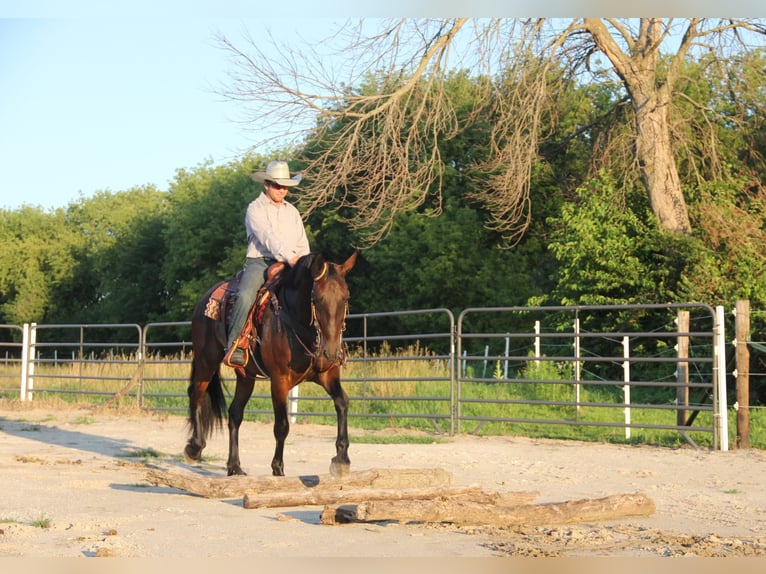 Frieserhästar Blandning Valack 6 år 160 cm Brun in Cambridge, IA