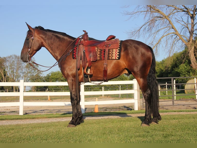 Frieserhästar Blandning Valack 6 år 160 cm Brun in Cambridge, IA