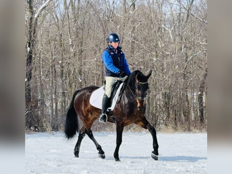 Frieserhästar Blandning Valack 6 år 160 cm Brun in Cambridge, IA