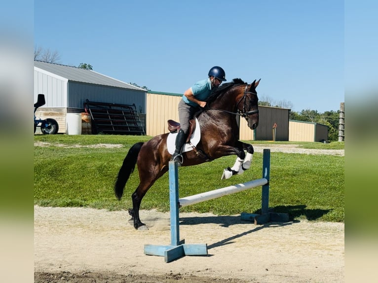 Frieserhästar Blandning Valack 6 år 160 cm Brun in Cambridge, IA