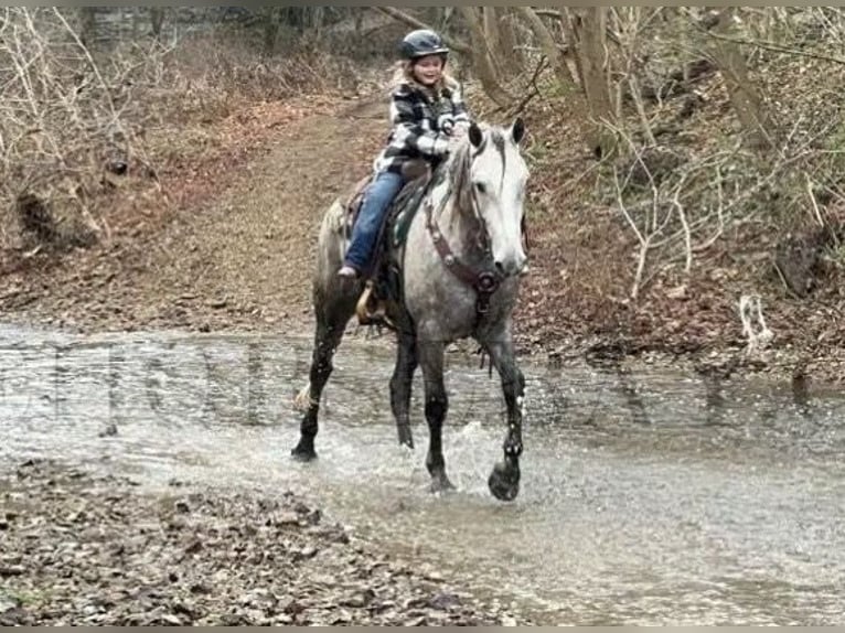 Frieserhästar Valack 6 år 163 cm Grå in Ackerly TX