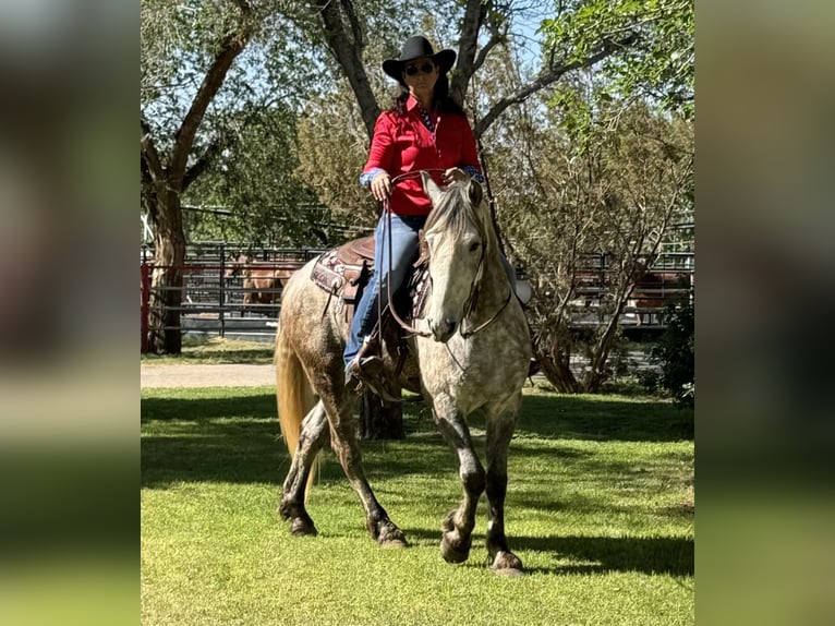 Frieserhästar Valack 6 år 163 cm Grå in Ackerly TX