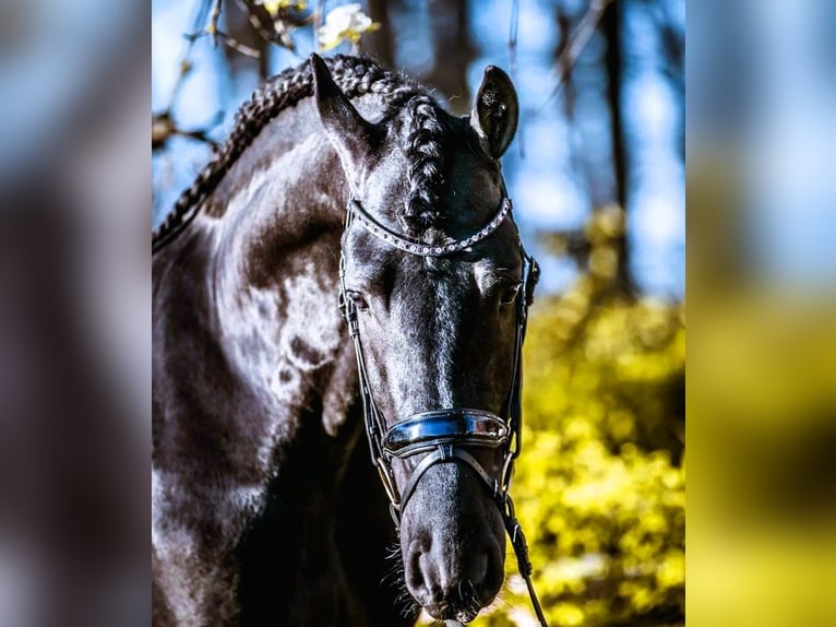 Frieserhästar Valack 6 år 163 cm Svart in New York