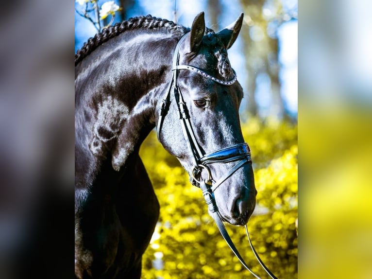 Frieserhästar Valack 6 år 163 cm Svart in New York