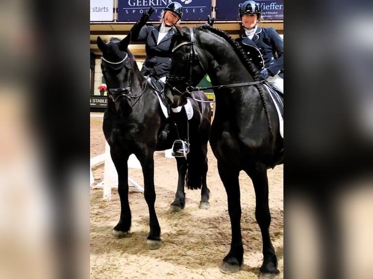 Frieserhästar Valack 6 år 163 cm Svart in New York