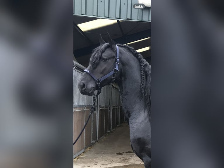 Frieserhästar Valack 6 år 165 cm Black in Sölvesborg