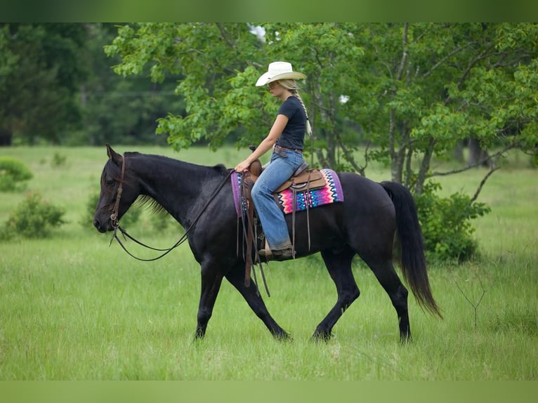 Frieserhästar Blandning Valack 6 år Svart in Huntsville, TX
