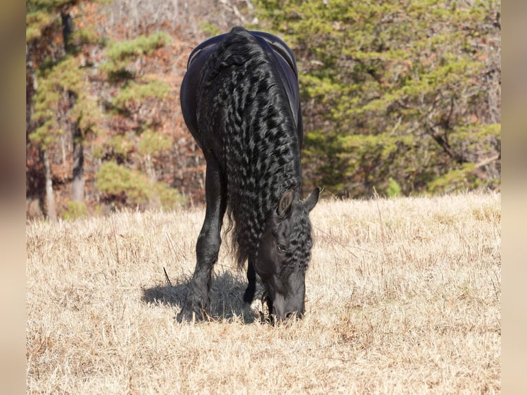 Frieserhästar Valack 7 år 165 cm Svart in Fresno