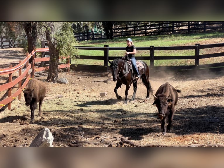 Frieserhästar Blandning Valack 7 år 173 cm Svart in Joshua, TX
