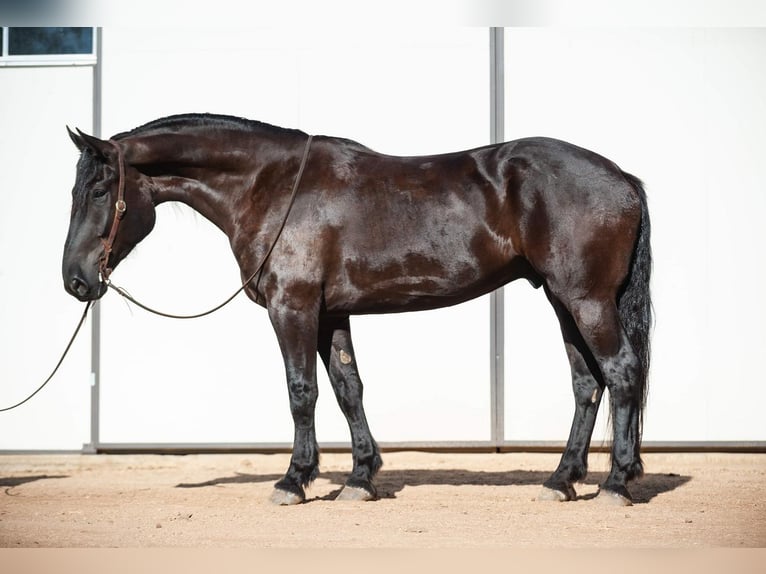 Frieserhästar Blandning Valack 7 år 173 cm Svart in Joshua, TX