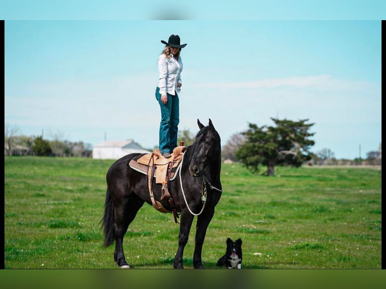 Frieserhästar Blandning Valack 7 år 175 cm Svart in Kaufman, TX