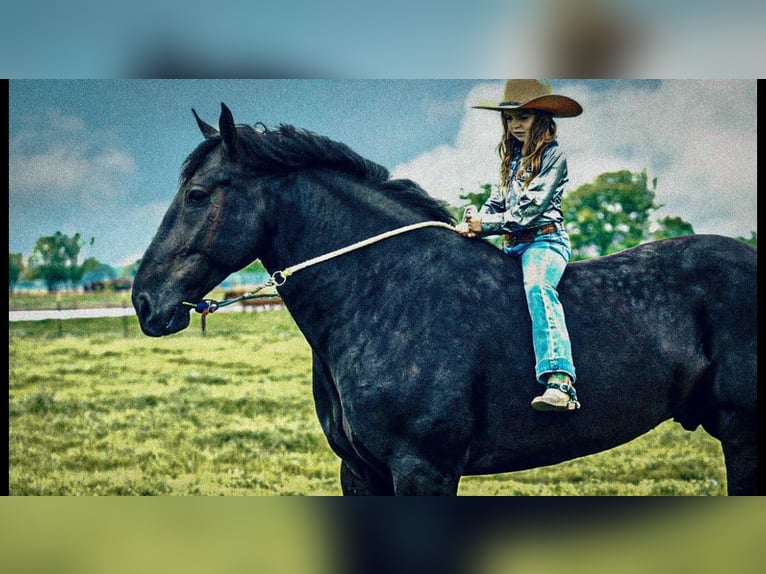 Frieserhästar Blandning Valack 7 år 175 cm Svart in Kaufman, TX