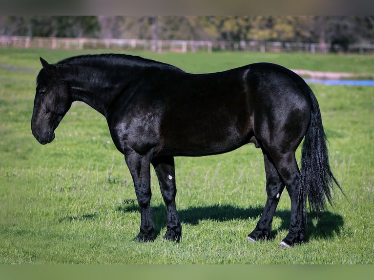 Frieserhästar Blandning Valack 7 år 175 cm Svart in Kaufman, TX