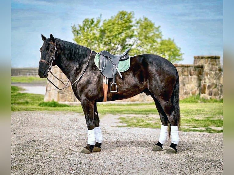 Frieserhästar Blandning Valack 7 år 175 cm Svart in Kaufman, TX