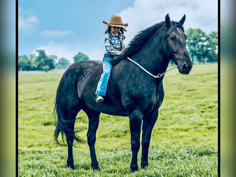 Frieserhästar Blandning Valack 7 år 175 cm Svart in Kaufman, TX