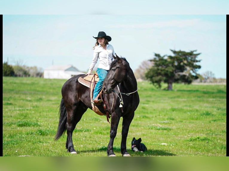 Frieserhästar Blandning Valack 7 år 175 cm Svart in Kaufman, TX