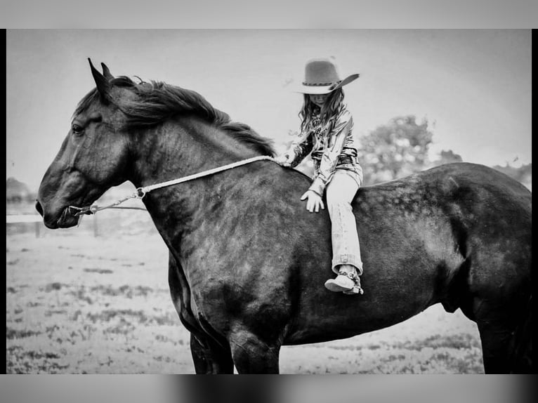 Frieserhästar Blandning Valack 7 år 175 cm Svart in Kaufman, TX