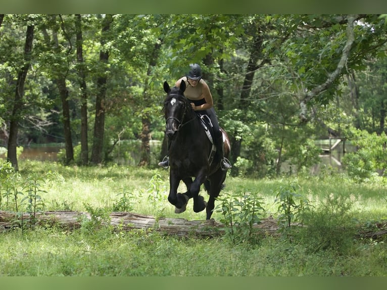 Frieserhästar Blandning Valack 7 år Svart in Huntsville, TX