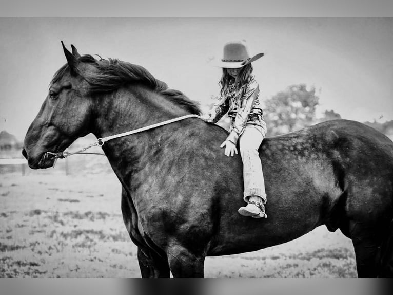 Frieserhästar Blandning Valack 7 år Svart in Kaufman, TX