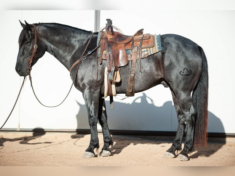 Frieserhästar Blandning Valack 8 år 160 cm Konstantskimmel in Murrieta, CA