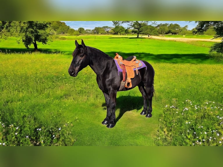 Frieserhästar Blandning Valack 8 år 165 cm Svart in Camden, MI