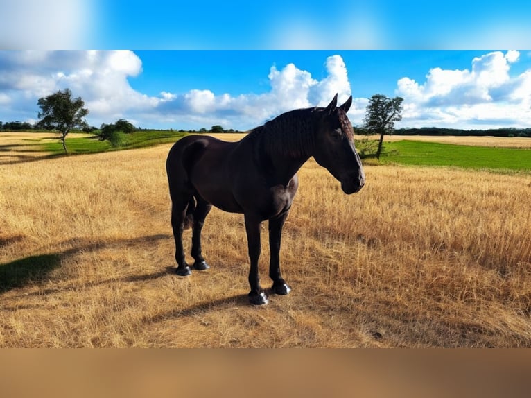 Frieserhästar Blandning Valack 8 år 165 cm Svart in Camden, MI