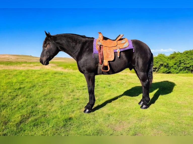 Frieserhästar Blandning Valack 8 år 165 cm Svart in Camden, MI