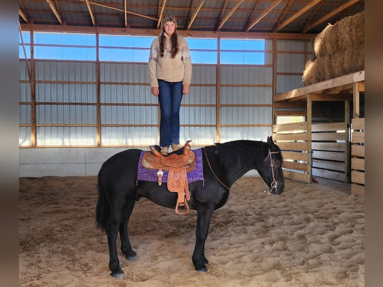 Frieserhästar Blandning Valack 8 år 165 cm Svart in Camden, MI