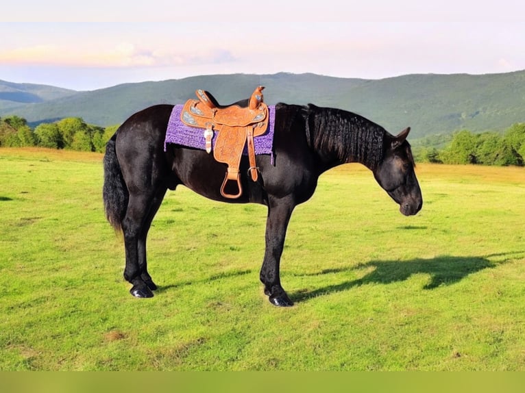 Frieserhästar Blandning Valack 8 år 165 cm Svart in Camden, MI